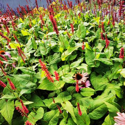 Duizendknoop - Persicaria amplexicaulis 'Fat Domino'