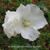 Hibiscus syriacus ‘Melwhite'