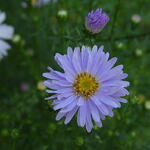 Symphyotrichum pilosum var. pringlei 'Blue Butterfly' - Herfstaster, Septemberkruid