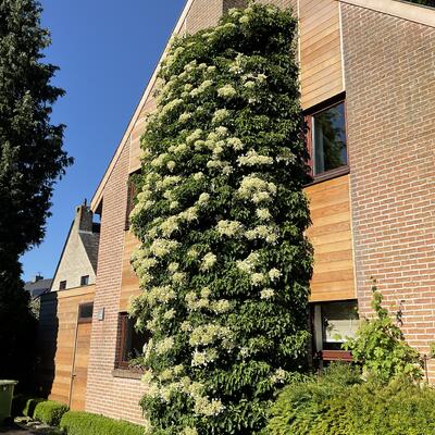 Hortensia, Klimhortensia - Hydrangea anomala subsp. petiolaris