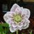 Helleborus orientalis 'Cinderella'