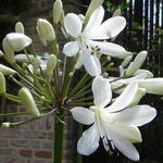 Agapanthus 'Leicester' - Afrikaanse lelie - Agapanthus 'Leicester'