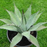 Agave durangensis - Agave