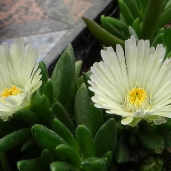 Delosperma congestum 'White Nugget'