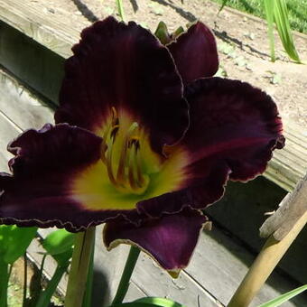 Hemerocallis 'Francis of Assisi'