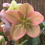 Helleborus x ericsmithii 'Pink Beauty' - Nieskruid
