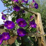 Ipomoea purpurea 'Grandpa Ott's' - Blauwe winde / klimmende winde