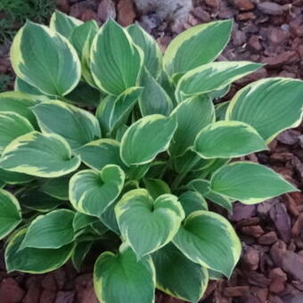 Hosta 'Fringe Benefit'