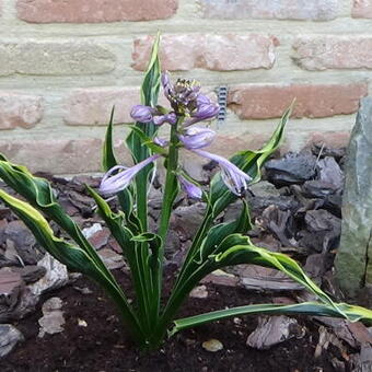 Hosta 'Hands Up'