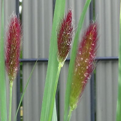 Lampenpoetsersgras - Pennisetum thunbergii