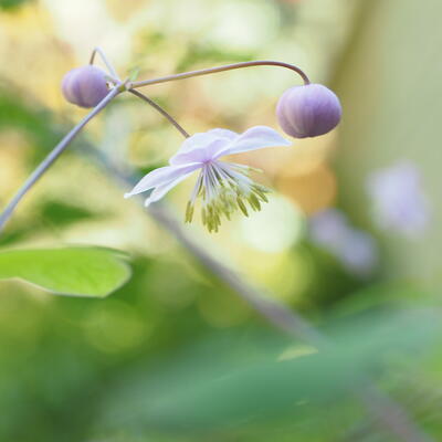 Ruit - Thalictrum rochebrunianum