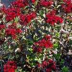 Dianthus gratianopolitanus 'Rubin' - Rotsanjer
