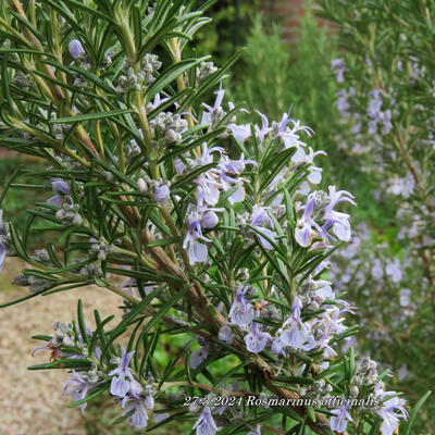 Rozemarijn - Rosmarinus officinalis