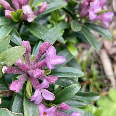 Peperboompje - Daphne x transatlantica 'Pink Fragrance'