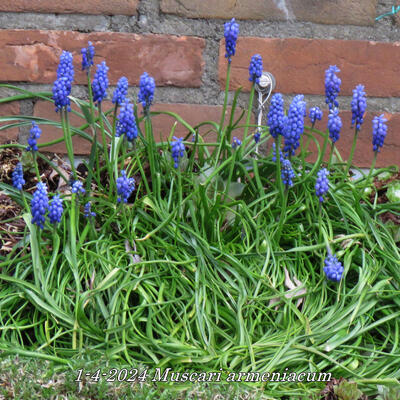 Blauw druifje - Muscari armeniacum