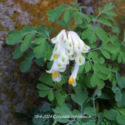 Geelwitte Helmbloem - Corydalis ochroleuca