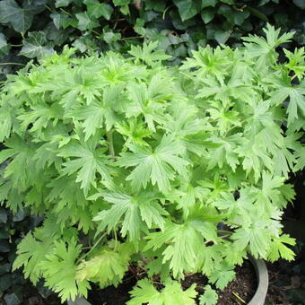 Delphinium 'DELGENIUS Breezin'