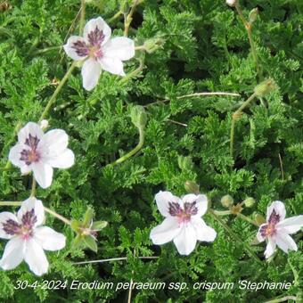 Erodium petraeum ssp. crispum 'Stephanie'