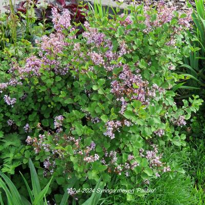 Sering - Syringa meyeri 'Palibin'