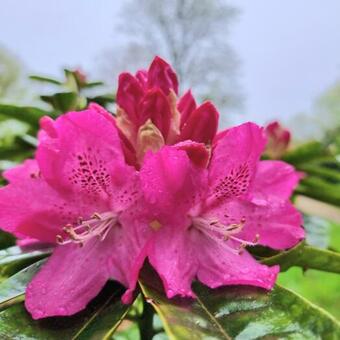 Rhododendron 'Caractacus'