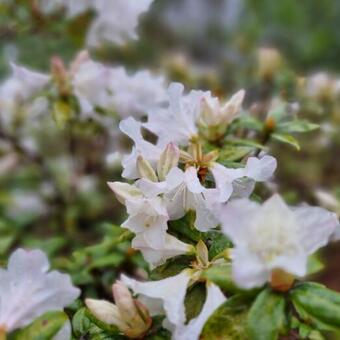 Rhododendron 'Dora Amateis'