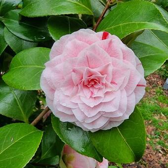 Camellia japonica 'Bonomiana'