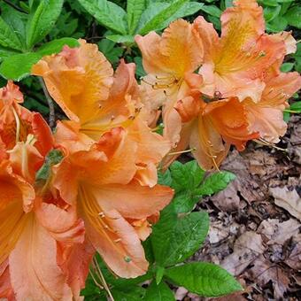 Rhododendron molle subsp. japonicum (oranje)