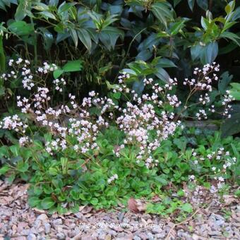 Saxifraga x urbium