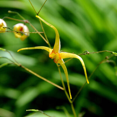 Elfenbloem - Epimedium 'Amber Queen'