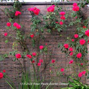 Rosa 'Paul's Scarlet Climber'