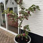 Malus domestica 'Redlane'  - Appel