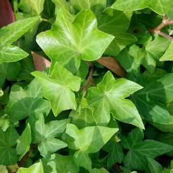 Hedera helix 'Wonder'