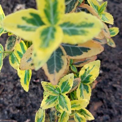 Kardinaalshoed, Kardinaalsmuts - Euonymus fortunei 'Emerald'n Gold'