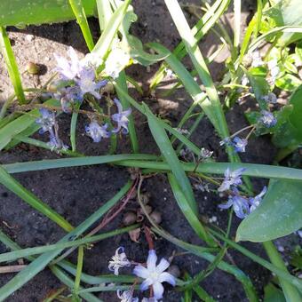 Chionodoxa luciliae