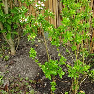 Escallonia - Escallonia 'Apple Blossom'