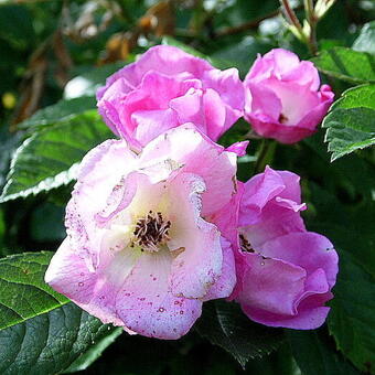 Rosa 'A Little Bit of Paradise'