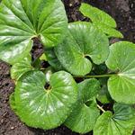 Farfugium japonicum 'Green Giant' - Luipaardplant