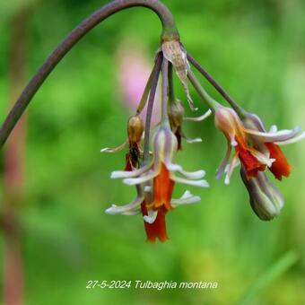 Tulbaghia montana