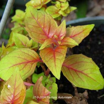 Fuchsia 'Autumnale'