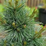 Pinus flexilis 'Pygmaea' - Amerikaanse pijnboom