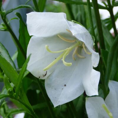 Klokjesbloem - Campanula persicifolia ‘TAKION White’