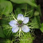 Nigella sativa - Zwarte komijn, nootmuskaatbloem, nigella,