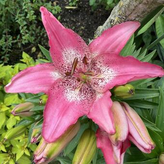 Lilium 'Happy Kiss'