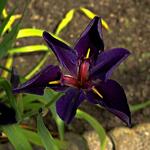 Iris x louisiana 'Black Gamecock' - Zwarte iris - Iris x louisiana 'Black Gamecock'