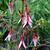 Fuchsia magellanica var. arauco