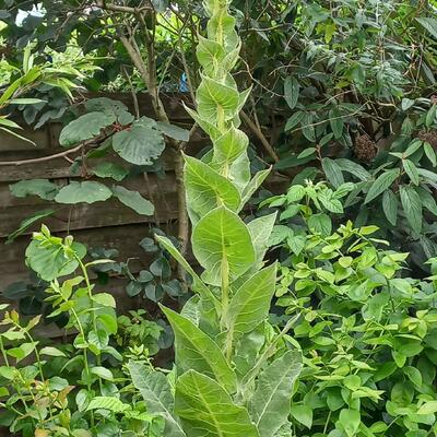 Koningskaars - Verbascum thapsus