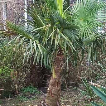 Trachycarpus sp. 'Manipur'