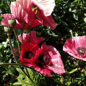 Papaver orientale