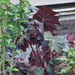 Begonia LUNAR LIGHTS 'Dark Side of the Moon' - Begonia