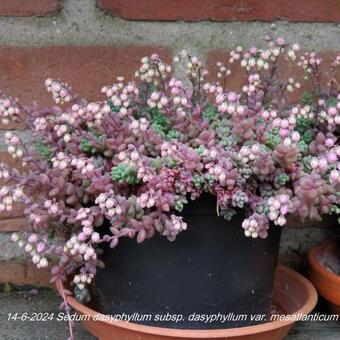 Sedum dasyphyllum subsp. dasyphyllum var. mesatlanticum